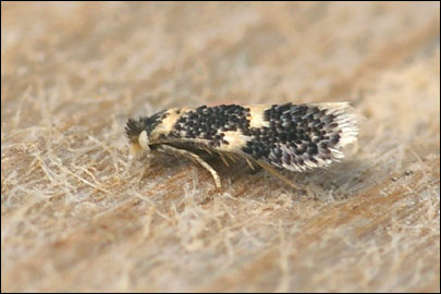 Ectoedemia heringi (Toll, 1934) - ����-������� �������