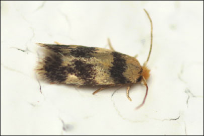 Etainia louisella (Sircom, 1849) - - ---