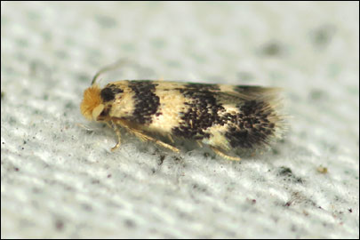 Etainia louisella (Sircom, 1849) - - ---