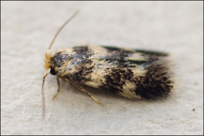 Etainia louisella (Sircom, 1849) - - ---