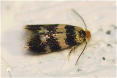Etainia louisella (Sircom, 1849) - ����-������� ---