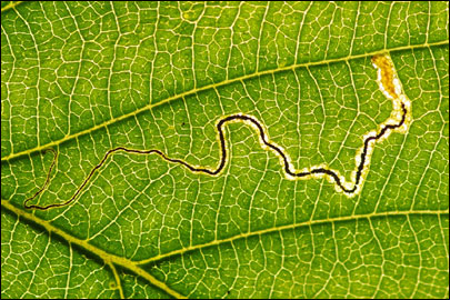 Stigmella glutinosae (Stainton, 1858) - - 