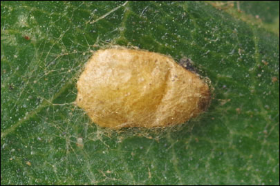 Stigmella glutinosae (Stainton, 1858) - - 