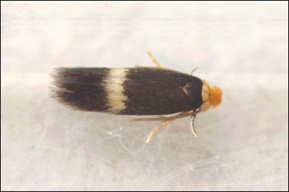 Stigmella glutinosae (Stainton, 1858) - - 