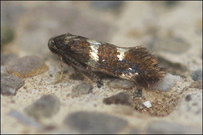 Antispila treitschkiella (Fischer von Roslerstamm, 1843) - ����-��������� �������