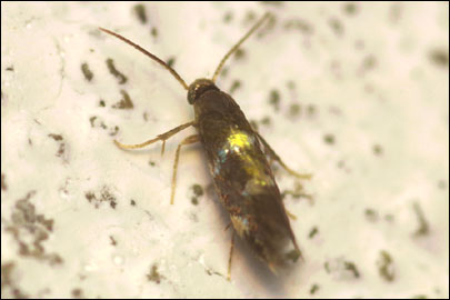 Antispila treitschkiella (Fischer von Roslerstamm, 1843) - ����-��������� �������