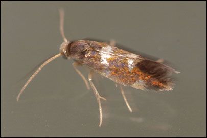 Antispila treitschkiella (Fischer von Roslerstamm, 1843) - ����-��������� �������