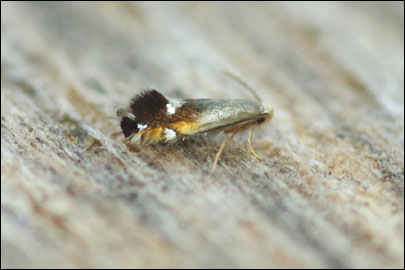 Coptodisca lucifluella (Clemens, 1861) - - ---