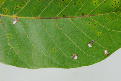 Coptodisca lucifluella (Clemens, 1861) - - ---