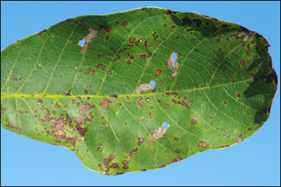 Coptodisca lucifluella (Clemens, 1861) - - ---