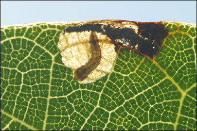 Coptodisca lucifluella (Clemens, 1861) - - ---