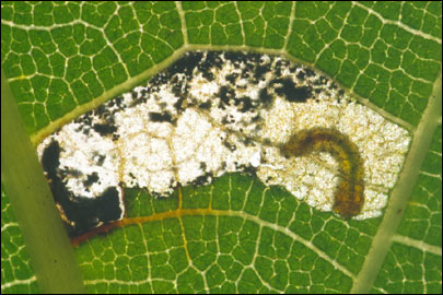 Coptodisca lucifluella (Clemens, 1861) - - ---