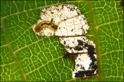 Coptodisca lucifluella (Clemens, 1861) - - ---