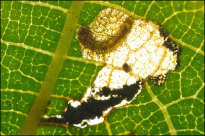 Coptodisca lucifluella (Clemens, 1861) - - ---