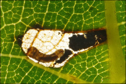 Coptodisca lucifluella (Clemens, 1861) - - ---