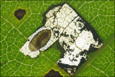 Coptodisca lucifluella (Clemens, 1861) - - ---