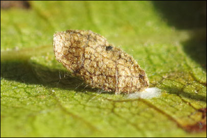 Coptodisca lucifluella (Clemens, 1861) - - ---