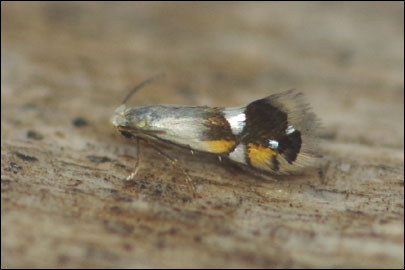 Coptodisca lucifluella (Clemens, 1861) - - ---