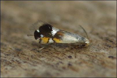 Coptodisca lucifluella (Clemens, 1861) - - ---