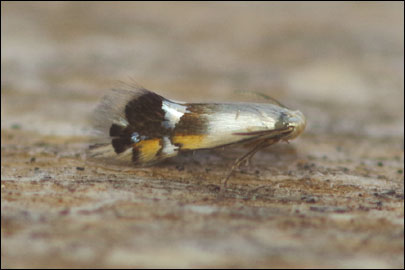 Coptodisca lucifluella (Clemens, 1861) - - ---