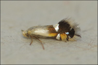 Coptodisca lucifluella (Clemens, 1861) - - ---