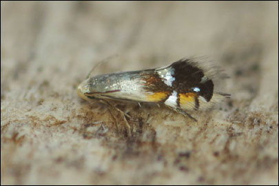 Coptodisca lucifluella (Clemens, 1861) - - ---