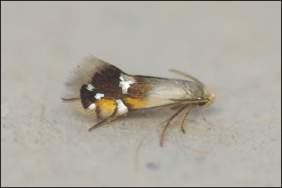 Coptodisca lucifluella (Clemens, 1861) - - ---