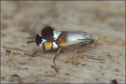 Coptodisca lucifluella (Clemens, 1861) - - ---