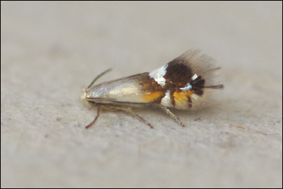 Coptodisca lucifluella (Clemens, 1861) - - ---