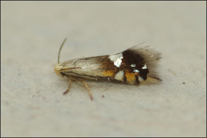 Coptodisca lucifluella (Clemens, 1861) - - ---