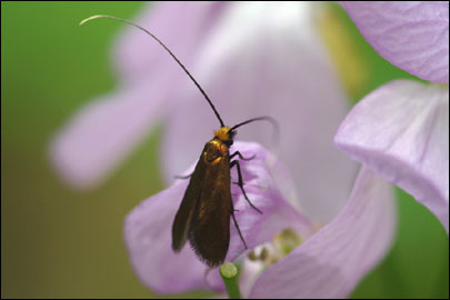 Cauchas rufimitrella (Scopoli, 1763) - ���������� �����������