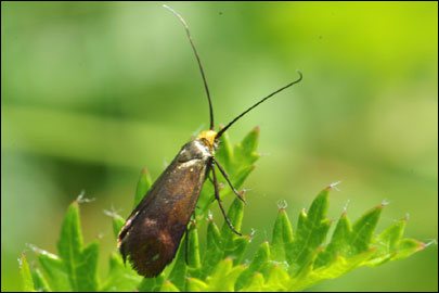Nemophora prodigella (Zeller, 1853) - ���������� ---