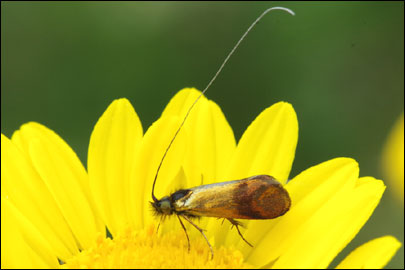Nemophora prodigella (Zeller, 1853) - ���������� ---