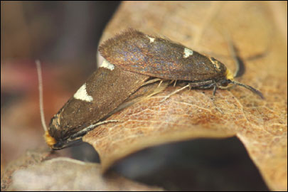 Incurvaria masculella ([Denis & Schiffermuller], 1775) - �����-���������� ���� ������������