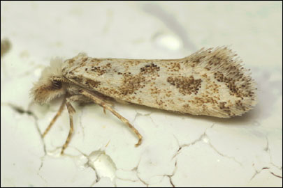 Ateliotum hungaricellum Zeller, 1839 - ��������� ���� ����������