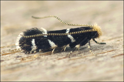 Eudarcia ajpetrica Budashkin & Bidzilya, 2018 - ��������� ���� ��-����������