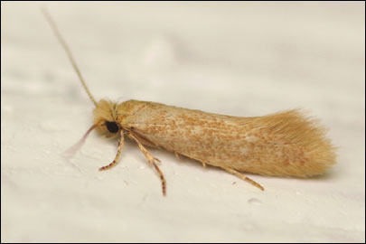 Infurcitinea rumelicella (Rebel, 1903) -   ---