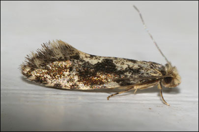 Nemapogon granella (Linnaeus, 1758) -   