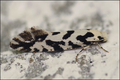 Nemapogon nigralbella (Zeller, 1839) -   ---