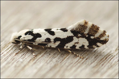 Nemapogon nigralbella (Zeller, 1839) -   ---