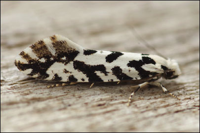 Nemapogon nigralbella (Zeller, 1839) -   ---