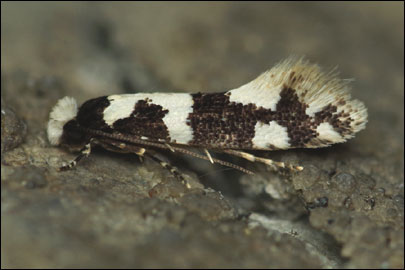 Neurothaumasia ankerella (Mann, 1867) - ������������ ���� ������������