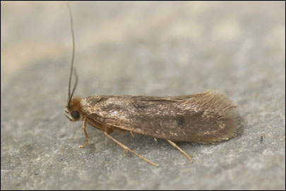 Tinea columbariella Wocke, 1877 - ��������� ���� ���������