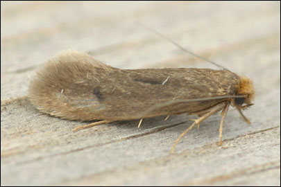 Tinea columbariella Wocke, 1877 - ��������� ���� ���������