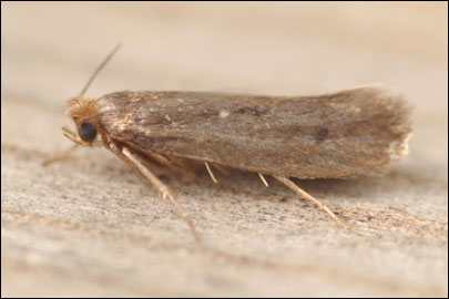 Tinea columbariella Wocke, 1877 - ��������� ���� ���������