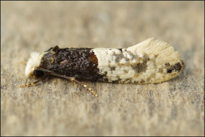 Trichophaga tapetzella (Linnaeus, 1758) -   