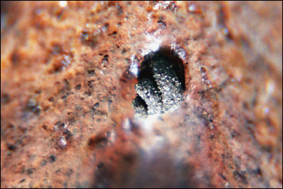Apterona helicoidella (Vallot, 1827) -  