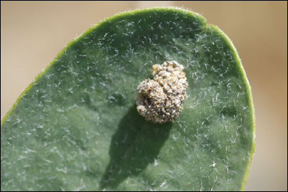 Apterona helicoidella (Vallot, 1827) -  