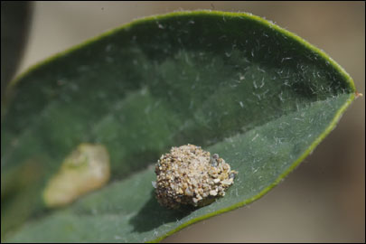 Apterona helicoidella (Vallot, 1827) -  