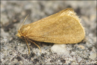 Bijugis bombycella (Denis & Schiffermuller, 1775) - ��������� ����������